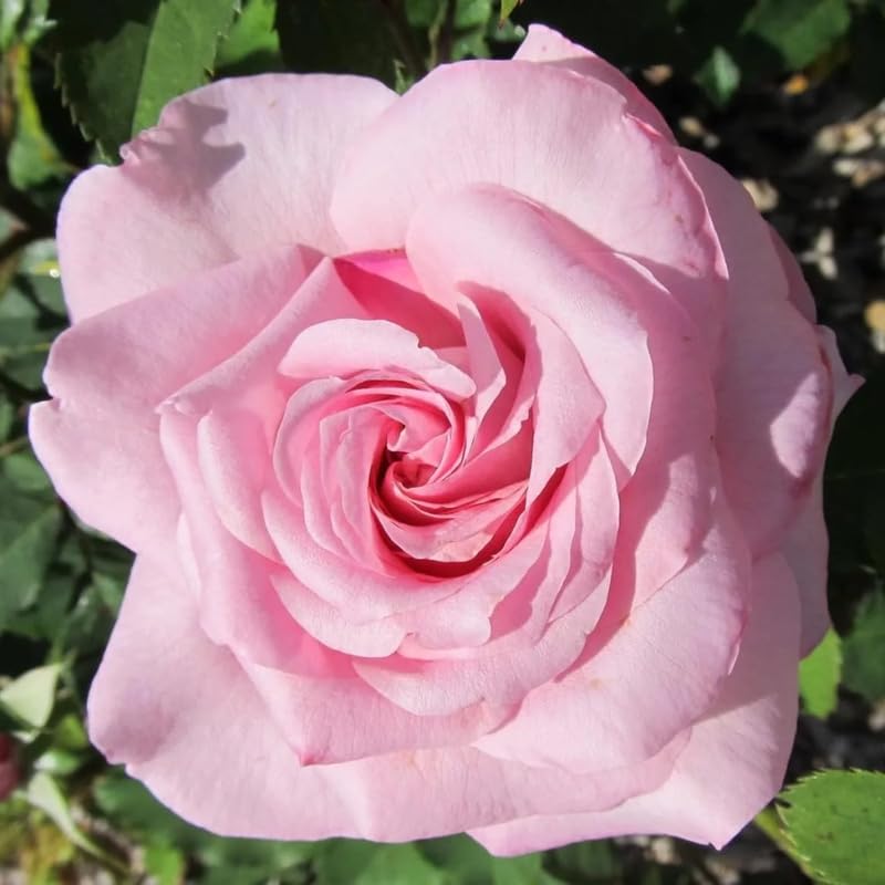 Rose Bush Live Plant, Hybrid Tea Rose Plant Live, 5-9 Inch Tall, Fragrant Flowers Tree, Well-Rooted 1 Year Old, No Pot (Pink Rose)