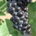 Random Grape Vines Live Plants for Planting, 5-10" Grape Tree for Outdoor Garden, Dormant in Winter, Cold Hardy, Sweet Flavor