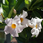 2 White Mandevilla Live Plants, Flowering Mandevilla Plants, 5-9” Tall, Mandevilla Trellis Vines for Outdoor Garden and Containers
