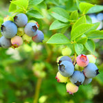 Blueberry Plant, Blueberry Tree Live Plant, 5-12" Height, Sweet Blueberry Bush Live Plant to Grow Outdoors (Biloxi Blueberry Plant)