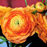 25 Ranunculus Bulbs for Spring Planting, Perennial Flowers Bulbs for Gardens, Vibrant Peony Buttercup Corms for Outdoor Borders (Orange Ranunculus)