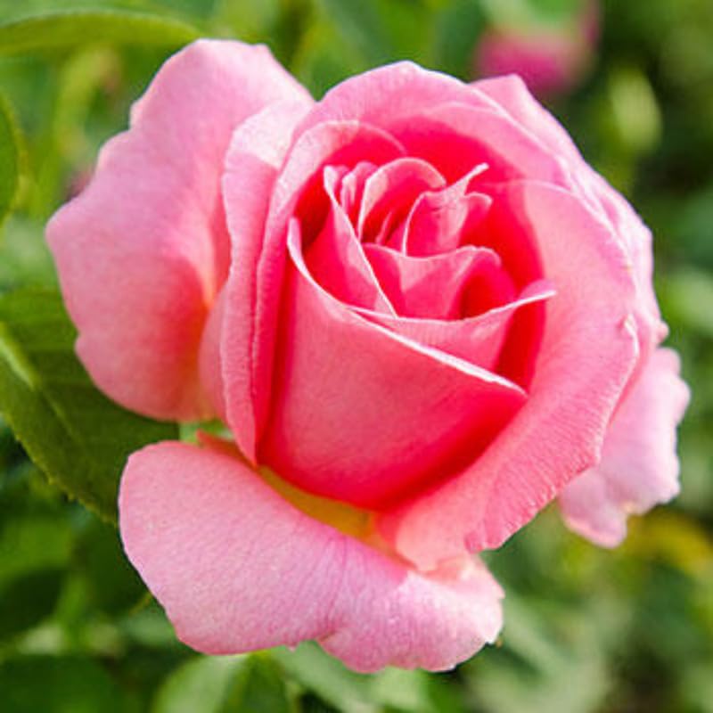 Rose Bush Live Plant, 5-9 Inch Tall, Fragrant Rose Flowers Tree, Well-Rooted Ready to Plant Outdoor Indoor (Rare Pink Rose)