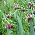 6 Egyptian Walking Onions Live Plants for Planting, High Yield Walking Onion Plant for Perennial Planting, Outdoor, Winter Hardy in Zones 3–9