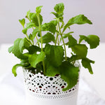 Pack 4 Sweet Stevia Live Plants, Perennial Herb for Planting, Stevia Mint Plants 4'' Pot