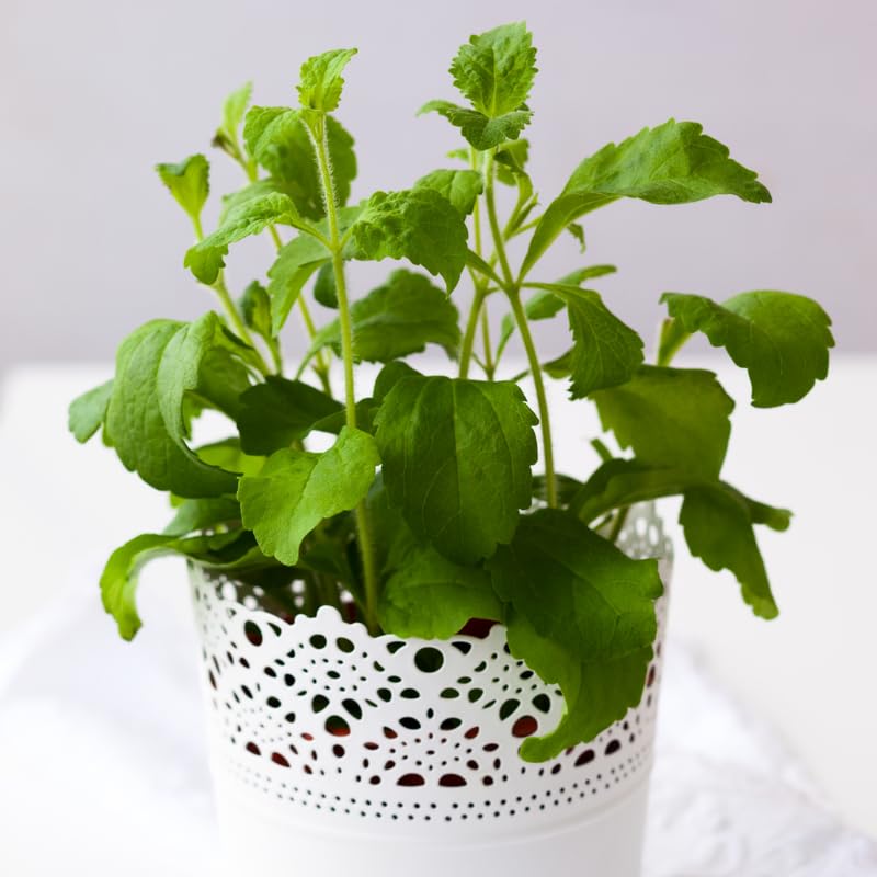 Pack 4 Sweet Stevia Live Plants, Perennial Herb for Planting, Stevia Mint Plants 4'' Pot