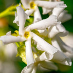 2 Star Jasmine Plants Live from 4 to 6 Inches Tall, Live Jasmine Plants Indoor