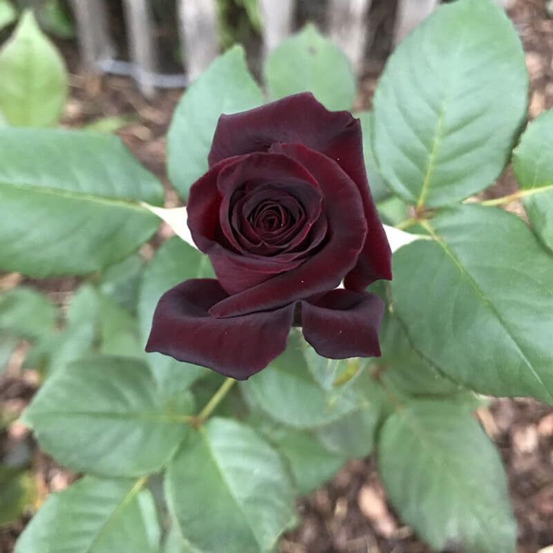 Black Red Rose Climbing Live Starter Plants, Fragrant Pink Climbing Rose for Planting Outdoor, No Pot, 1 Year Old Rose Plant, Well-Rooted Rose Plants Live Ready to Plant