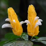 Set 3 Shrimp Plants for Planting, 4-9 Inches, Live Shrimp Shrub Plant Ready to Grow Outdoor, Yellow Blooms