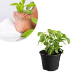 2 Stevia Plants Live 4-6 Inch Tall, Sweet Stevia Herb Well Rooted, Outdoor Garden Growing