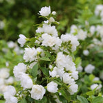 Philadelphus Mock Orange Trees Live Plants, 1 Year Old Bush in Pot, Climbing or Shrub Tree, Very Fragrant White Blooms, Cold Hardy