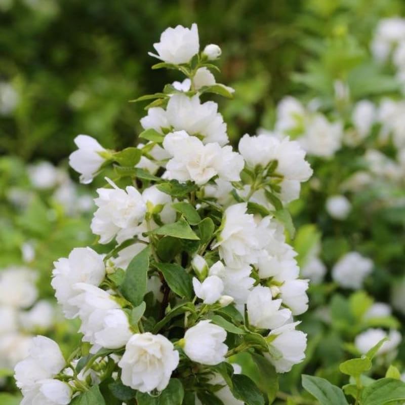 Philadelphus Mock Orange Trees Live Plants, 1 Year Old Bush in Pot, Climbing or Shrub Tree, Very Fragrant White Blooms, Cold Hardy