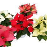 AVERAR Random Poinsettia Plant Live 4-8 Inches, Vibrant Poinsettia Flowers for Holiday, Live Indoor Houseplant, No Pot