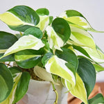 Silver Stripe Philodendron Plant Live, Rare Tropical Variegated Live Indoor Houseplant, Starter Plants No Pot, 5-9" in Tall