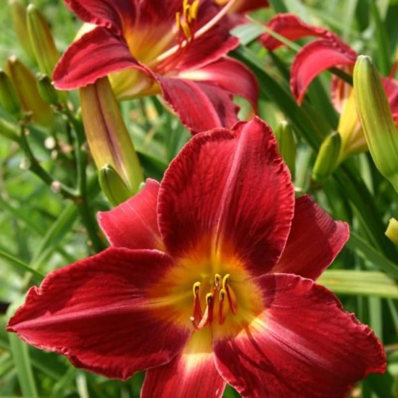 Pack 3 Red Daylily Bulbs for Planting, Hardy Perennial Flower with Vibrant Blooms, Reblooming Daylilies Bulbs for Garden Borders and Containers