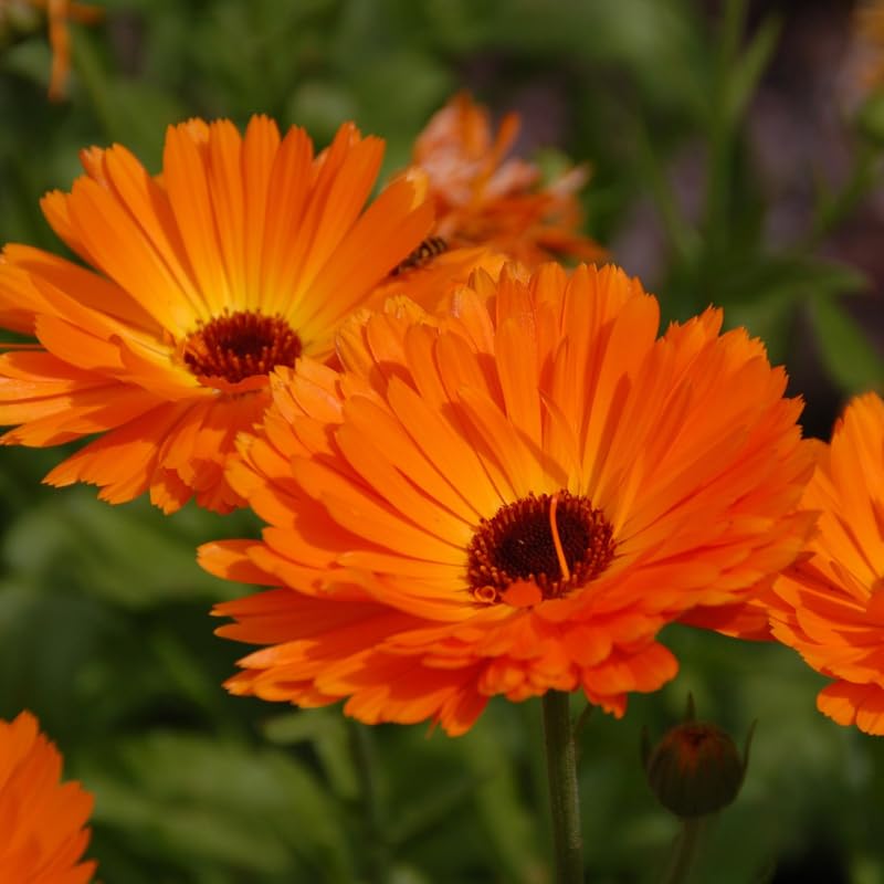 3 Sunset Gerbera Daisy Plants Live, 3 to 5 Inc Tall, Gerbera Daisies Live Plants, Daisy Plant, Daisies Flowers Live Plants, Daisy Plant Pot