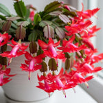 4 Red Easter Cactus Plants Live, Starter Holiday Cactus Plant for Indoor Outdoor Houseplants, False Christmas Thanksgiving Cactus Plants Like, Cold Hardy, 5-9" in Tall, No Pot