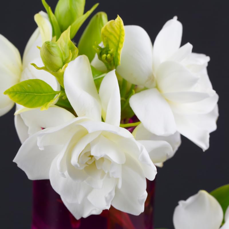 3 Gardenia Plants Live, Jasmine Plants Live Indoor, 5 to 7 Inc Tall, Frost Proof Gardenia Live Plant, Flowering Jasmine Plant