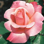 Rose Bush Live Plant, Fragrant Hybrid Tea Rose Flowers Well Rooted Plant, 5-10 Inc Tall for Planting Indoor Outdoor (Rare Pink Rose)