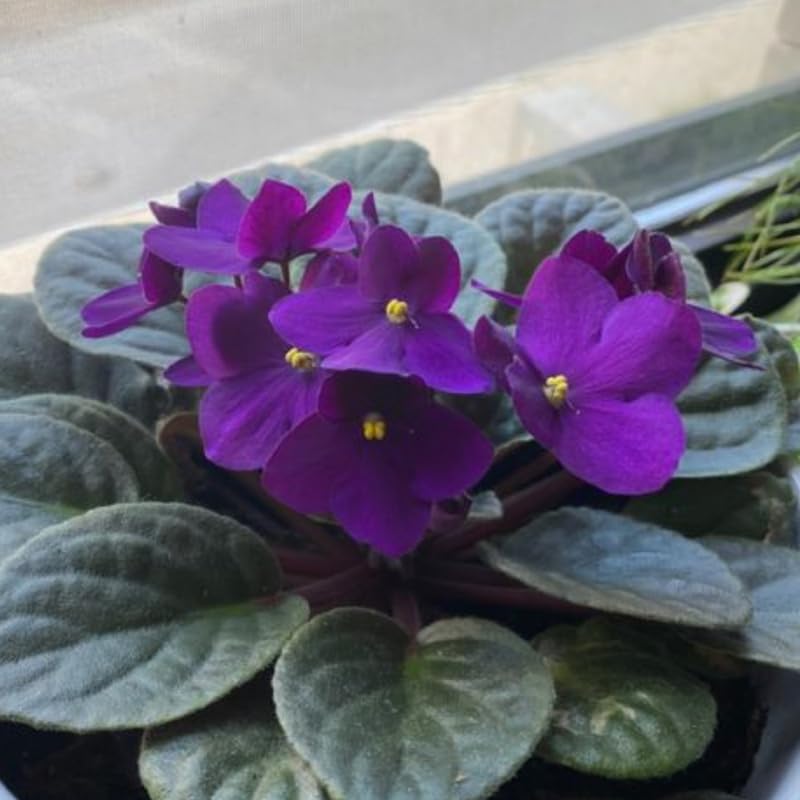 Dark Purple African Violet Live Plant, 4 Inch Pot African Violets Live Plant, Live Afican Violets Plants, Flowering African Violets Live Plants Indoor Garden, Perennial Live African Violet Plants