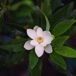 Southern Magnolia Plant Live, 8 to 11 Inches Tall, Magnolia Tree Live Plant for Gardening Shrub Plant Outdoors