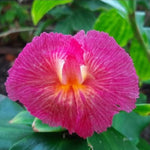 African Princess Ginger Plant Live for Planting 4 to 8 Inch Tall, Pink Ginger Flowers to Grow