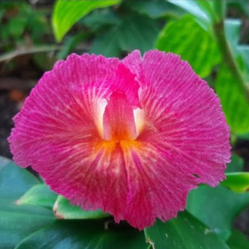 African Princess Ginger Plant Live for Planting 4 to 8 Inch Tall, Pink Ginger Flowers to Grow