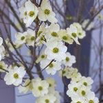 White Flowering Dogwood Tree Live Plant, 6 to 12 Inches Tall, Live Dogwood Tree, Shrub Plant