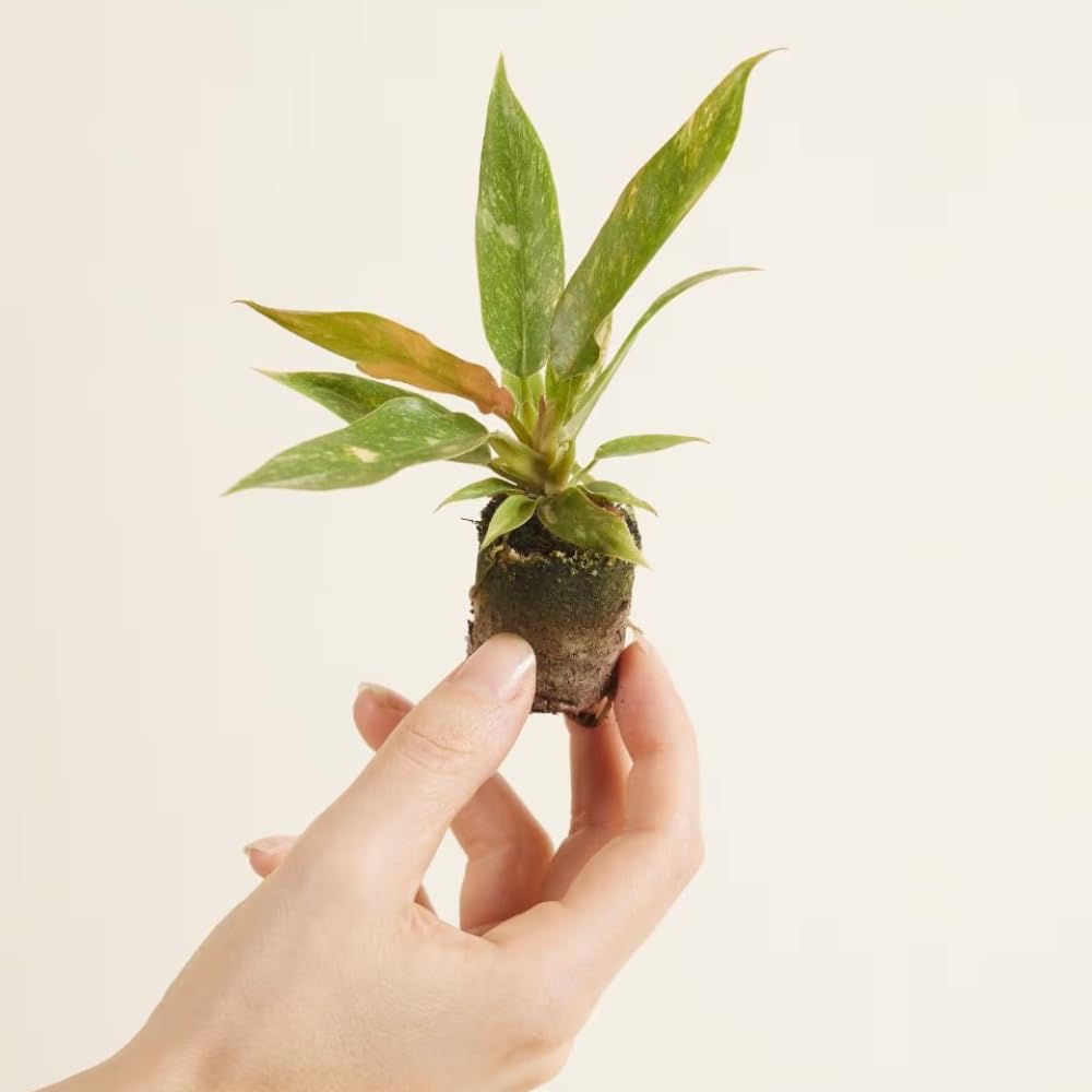 Variegated Philodendron Live Plant 4-8 Inches, Rare Indoor Houseplants for Container Growing (Fire Philodendron)