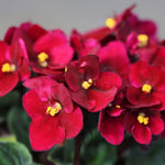 African Violet Live Plant in 4" Pot, Red African Violets Plants Houseplant Well-Rooted, Indoor Outdoor Blooming, Holiday Flower Bush