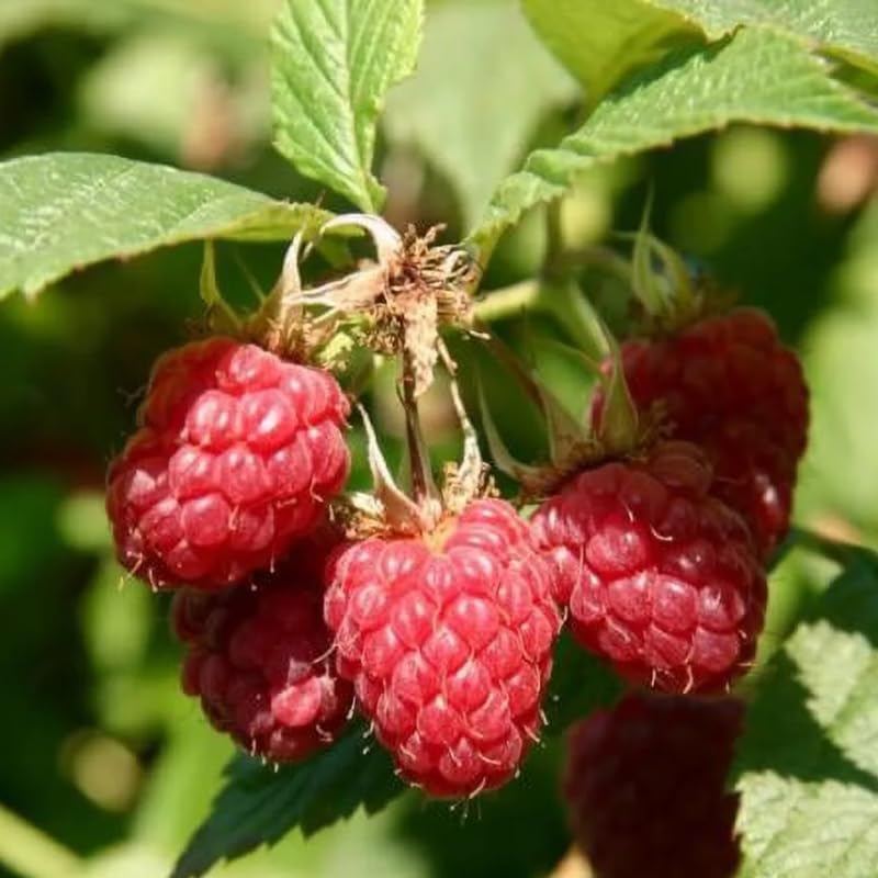 2 Raspberry Plants Live Seedlings, 5 to 9 Inch Tall, Sweet Raspberry Bush Live Plants, Edible Raspberries Fruit Trees Live Plants, No Pot (Caroline Red Raspberry)