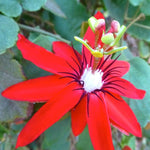 Passion Flower Plant Live, 5 to 8 Inch Tall Passiflora Vine, Fragrant Climbing Plant for Garden or Trellis, No Pot, Well-Rooted (Red Passion Flower)