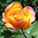 Rose Bush Live Plant, Hybrid Tea Rose Plant Live, 5-9 Inch Tall, Fragrant Flowers Tree, Well-Rooted 1 Year Old, No Pot (Gold Rose)