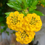 2 Lantana Plants Live, Lantana Live Plants for Planting Outdoors, Trailing Lantana Plants Live, 5 to 7 Inc Tall (Yellow)
