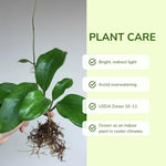 Hoya Quinquenervia Live Plant, Hoya Plants Live Houseplants, Five Veined Foliage, Hoyas Live Plant for Home Decoration, 5 to 7 Inches Tall