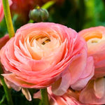 25 Ranunculus Bulbs for Spring Planting, Perennial Flowers Bulbs for Gardens, Vibrant Peony Buttercup Corms for Outdoor Borders (Pink Ranunculus)