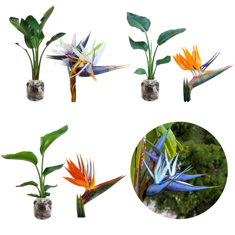 Sets 2 Bird of Paradise Plants Live, White and Yellow Striking Blue Yellow Blooms, 5 to 9 Inc Tall, No Pot, Tropical Houseplant, Exotic and Vibrant Color