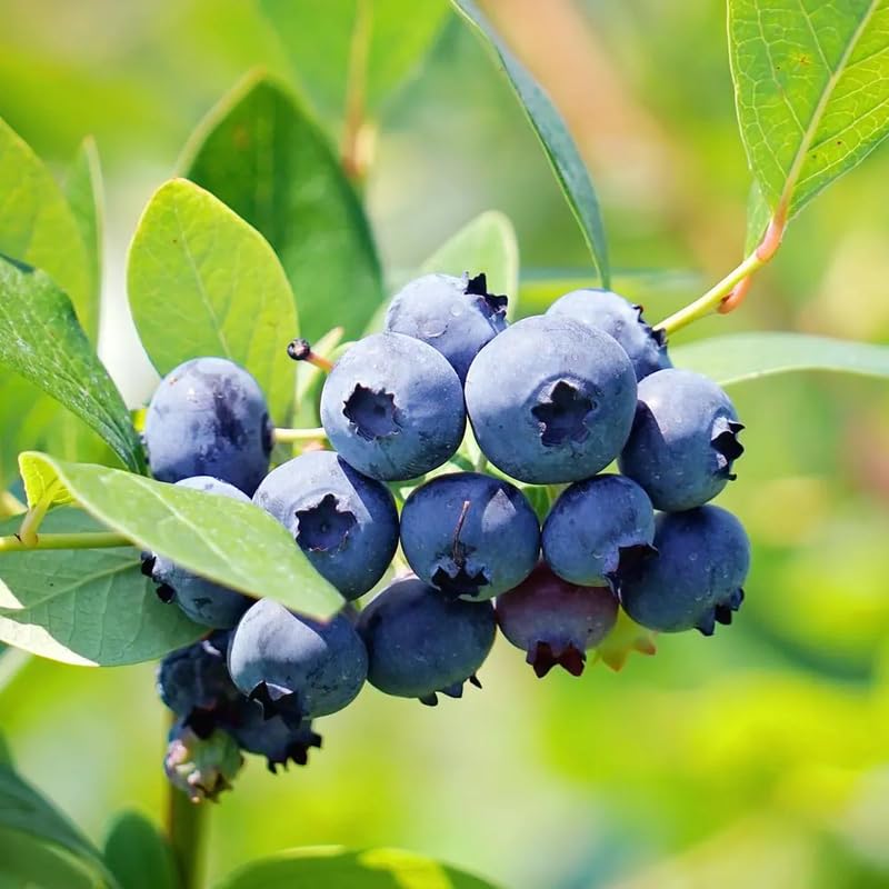 2 Blueberry Plants Live, Blueberry Trees Live Plant, Blueberry Bush Live Plant, 5-12" Tall, Blueberries Fruit Tree Ready to Grow (Misty Blueberry Plants)