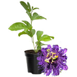 Passion Flower Plant Live, 5 to 8 Inch Tall Passiflora Vine, Fragrant Climbing Plant for Garden or Trellis, No Pot, Well-Rooted (Purple Passion Flower)