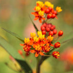 3 Deep Red Milkweed Plant Live, Asclepias Tuberosa Butterfly Bush, 4-8"