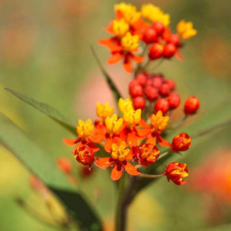 3 Deep Red Milkweed Plant Live, Asclepias Tuberosa Butterfly Bush, 4-8"