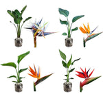 Sets 2 Bird of Paradise Plants Live, Orange and White Striking Blue Yellow Blooms, 5 to 9 Inc Tall, No Pot, Tropical Houseplant, Exotic and Vibrant Color