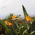 Sets 2 Orange Bird of Paradise Plants Live, Striking Blue Orange Blooms, 5 to 9 Inc Tall, No Pot, Tropical Houseplant, Exotic and Vibrant Color