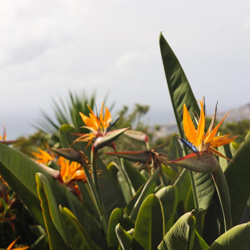 Sets 2 Orange Bird of Paradise Plants Live, Striking Blue Orange Blooms, 5 to 9 Inc Tall, No Pot, Tropical Houseplant, Exotic and Vibrant Color