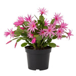 Pink Easter Cactus Plant Live, Spring Easter Cactus Plant, Pink Blooms, 3 to 5 Inc Tall, 2 Inc Pot, Indoor Outdoor Growing