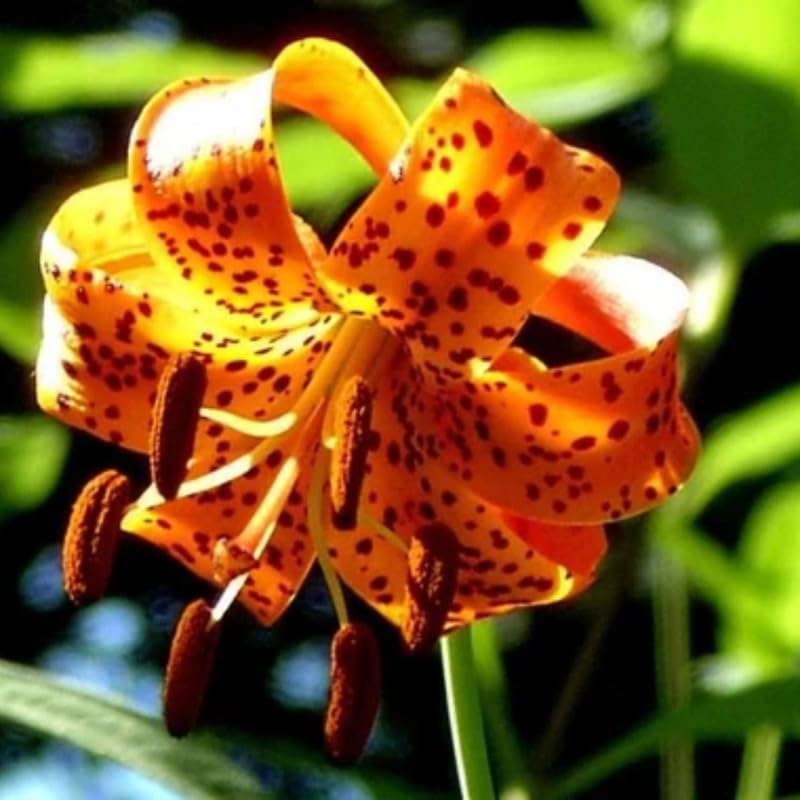 Set 10 Turks Cap Lily Bulbs, Tiger Lily Bulbs Vibrant Orange Blooms for Outdoor Borders Perennials, Flowers Bulbs