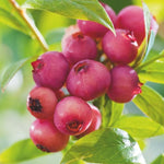 3 Large Sweet Fruit Southern Highbush Blueberry Bushes Seedlings, High-Yield Blueberry Trees Live Plants, 6 Months Old, Starter 3-6" in Tall, Cold Hardy Zones 4-7