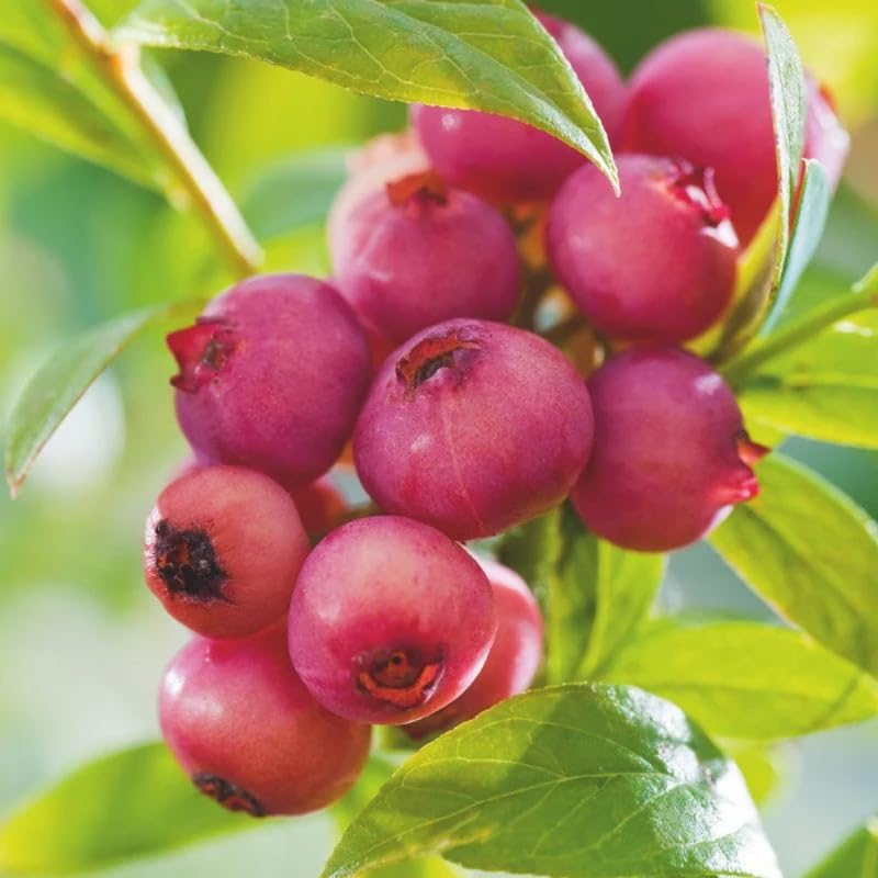 3 Large Sweet Fruit Southern Highbush Blueberry Bushes Seedlings, High-Yield Blueberry Trees Live Plants, 6 Months Old, Starter 3-6" in Tall, Cold Hardy Zones 4-7
