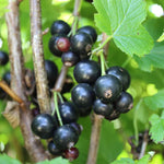 Consort Black Currant Plant Live, Black Currant Bush Live Plant, 1 Year Old, Currant Berries Currant Tree, Currant Fruit Bare Root