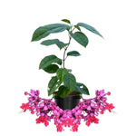 2 Bleeding Heart Live Plants, 5-9 Inches, Clerodendrum Bleeding Heart Vine, Bell Shaped Flowers Well Rooted (Purple Bleeding Heart)