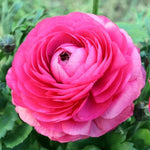 Pack of 30 Ranunculus Bulbs for Spring Planting, Ranunculus Bulbs for Planting, Spring Blooms Vibrant Perennial Bulbs for Garden Borders (Pink Ranunculus)